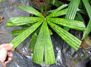 Licuala dasyantha